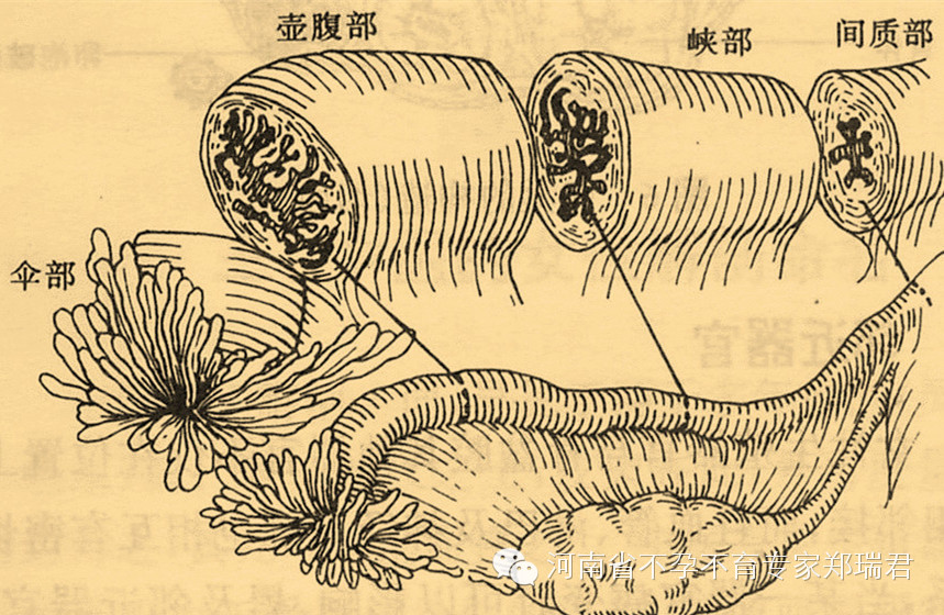 个人主页 医生文章 详情 临床上若将峡部—壶腹部,部分峡部,子宫