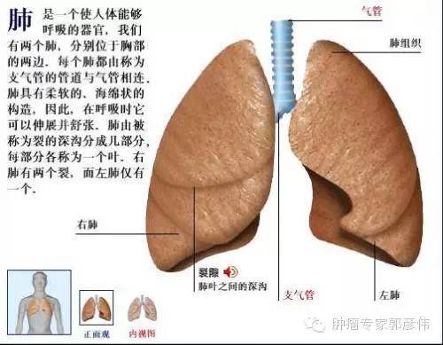 它的功能是吸入氧气和排出二氧化碳,维持人体正常新陈代谢.