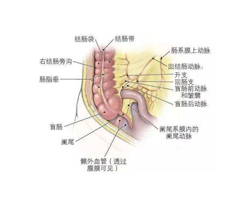 盲肠的位置(17)