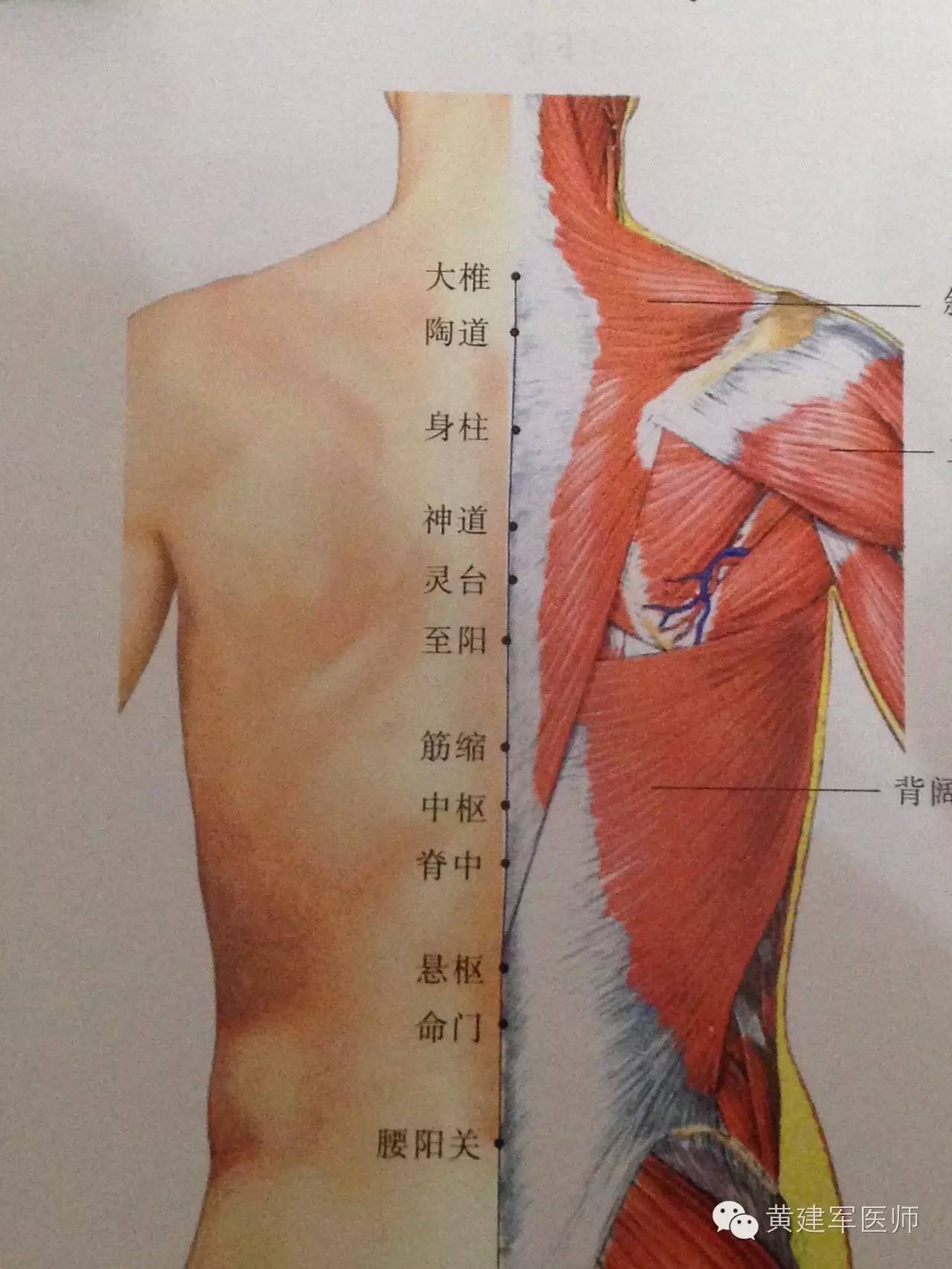 身柱穴:在背部,当后正中线上,第3胸椎棘突下凹陷中.