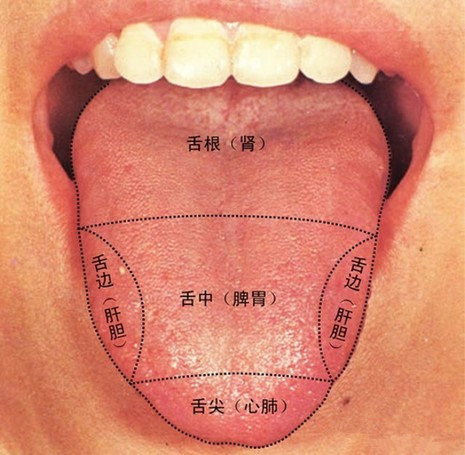 舌头原来是人体健康的"放大镜"下面我们一起来解读舌头的秘密!