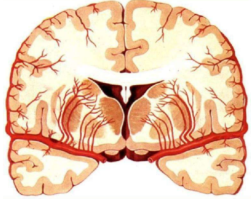 脑血管疾病 (9)