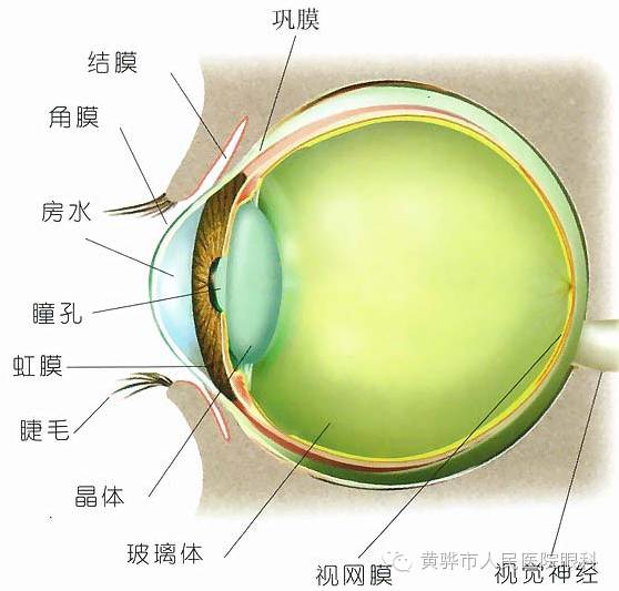 眼科科普,关于青光眼那些事儿