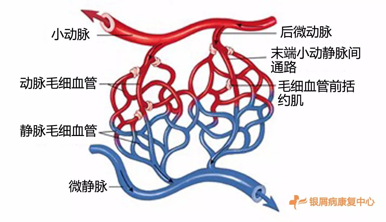 一,什么是微循环? 微循环是由微动脉,中间微动脉