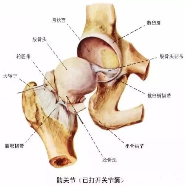 股骨头的血供主要依靠髋关节囊外动脉环发出的外侧支持带和内侧支持带