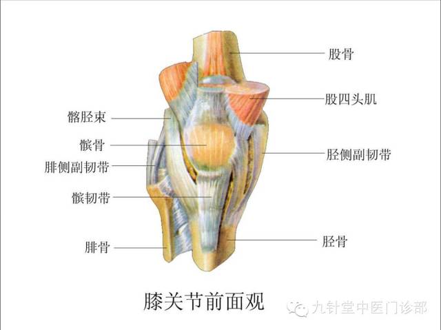 脂肪垫充填于膝关节前部的间隙,有加强关节稳定和减少摩擦的作用.