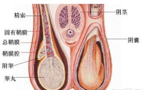 睾丸炎3.jpg