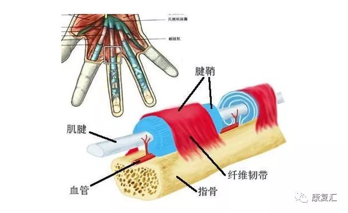 正中神经经过前臂通过腕管进入手部,该神经控制大拇指,食指,中指