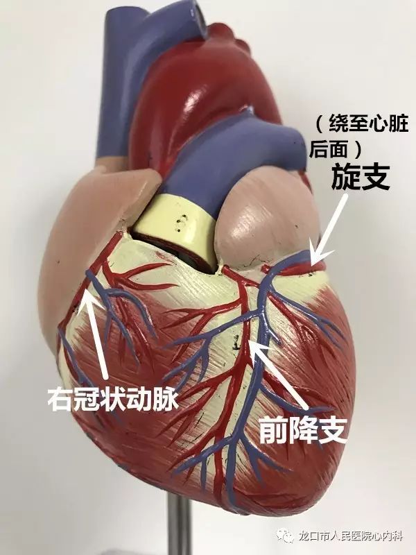 冠状动脉就是给心脏本身供血的动脉!