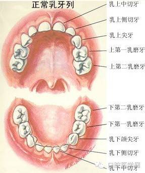 下图所示为乳牙的名称以及形态.
