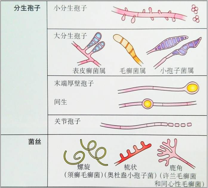 显微镜下皮肤癣菌属分生孢子和菌丝的不同形态