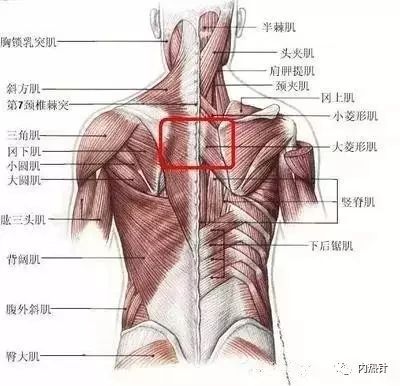 一,脊柱周围的肌肉分布   脊柱周围的肌肉从位置上看分别位于脊柱