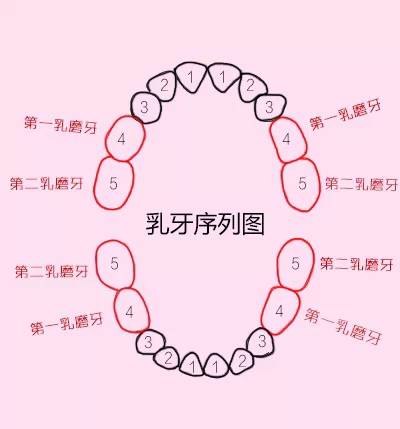儿童一般3岁左右长出乳磨牙,6岁左右萌出第一恒磨牙(因是6岁长出,故
