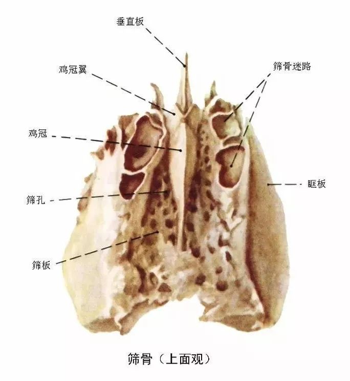 此骨的冠状切面呈"巾"形,筛骨分为筛板,垂直板,筛骨迷路三部分