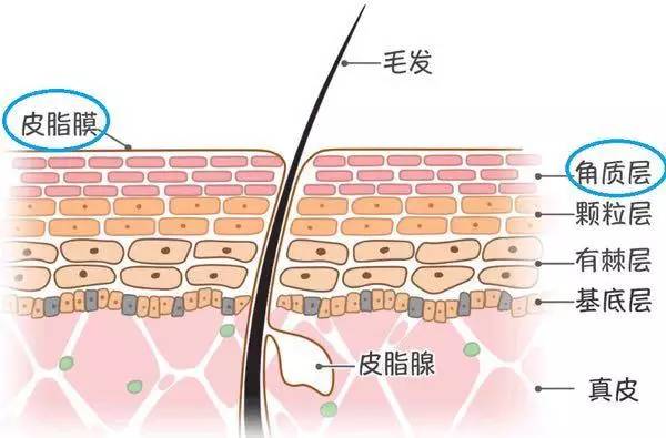 过敏总不好,皮肤屏障可能已经受损了!