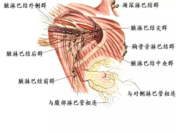 腹股沟淋巴位于左,右腹股沟部的浅深淋巴结,统称腹股沟淋巴结,分浅