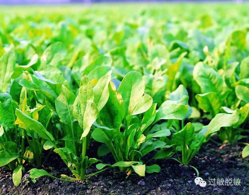 1,菠菜:润肠止渴