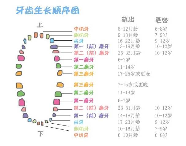 牙齿的好坏和遗传有关系吗?