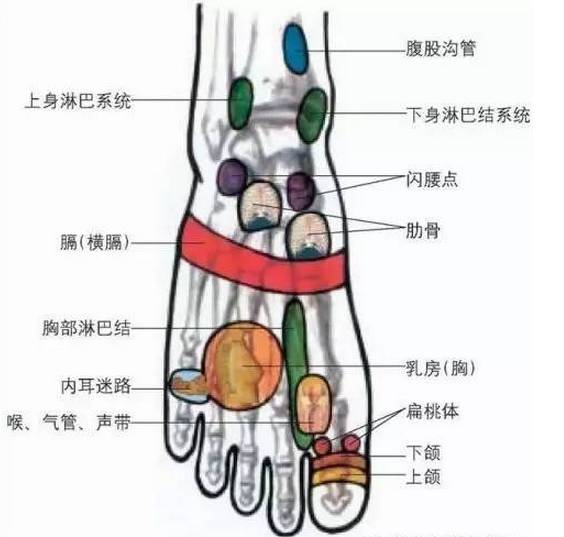 这时,最好是用热毛巾敷在硬块上,同时在同侧脚背的乳腺反射区往上推