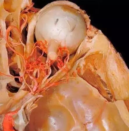 最清晰人体解剖图