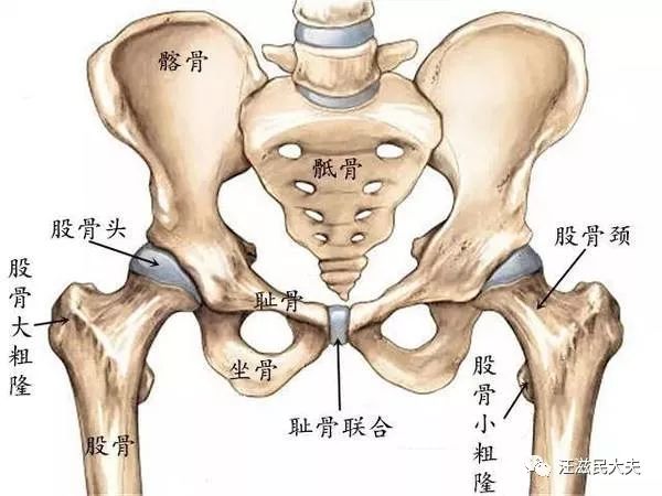 老人胯骨痛是不是股骨头坏死