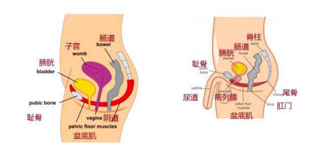 产后盆底康复你做对了吗?