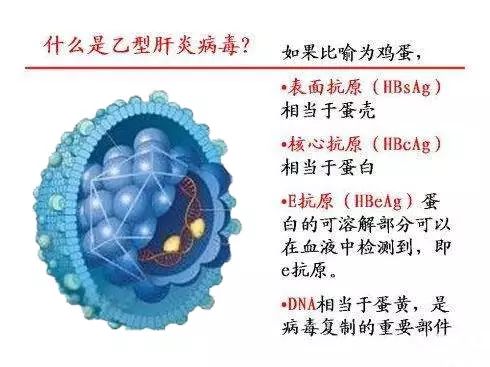 乙肝病毒在体外能存活多久?预防乙肝你不可不知