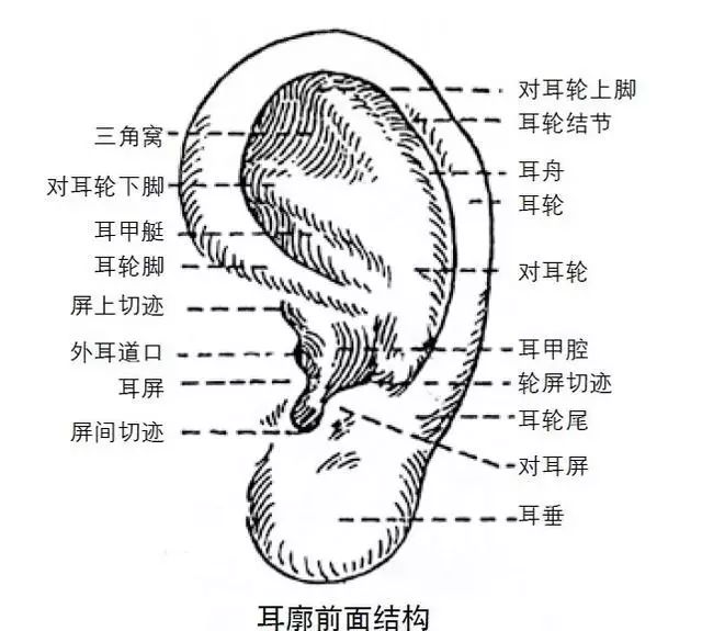 刮耳:用手指轻轻刮耳朵,耳朵这个时候会发出"嗡嗡"的声音,每次30下