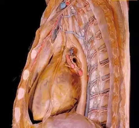 肾脏解剖图是在红色乳胶注入动脉和蓝色乳胶注入静脉之后拍到的 胸腔