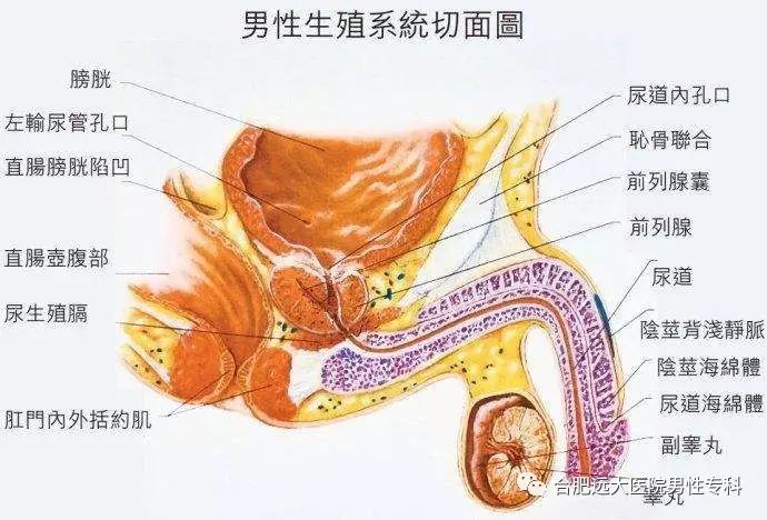 男人尿尿远和性功能有关系吗?