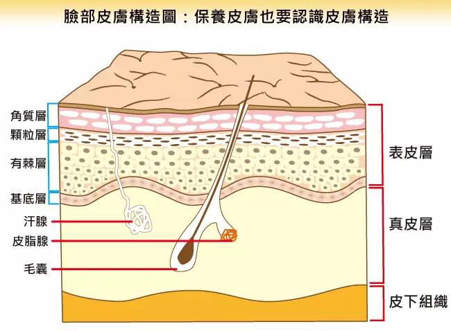 人体皮肤共分三层:表皮,真皮和皮下组织.