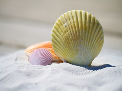 shells-792912__340_副本.jpg