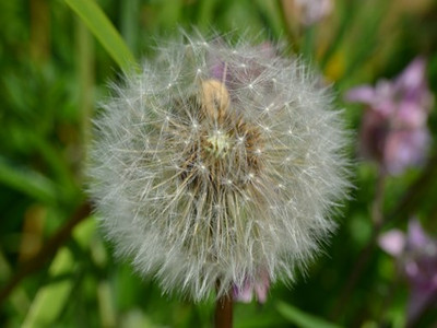dandelion-266873__340_副本.jpg