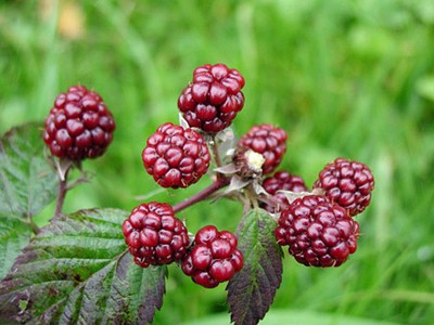 mulberries-387436__340_副本.jpg