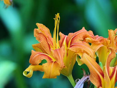 orange-daylily-3589240__340_副本.jpg