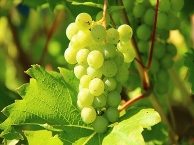grapes-276070__340_副本.jpg