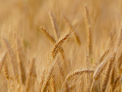 wheat-3241114__340_副本.jpg