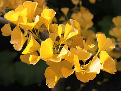 ginkgo-biloba-648077__340_副本.jpg