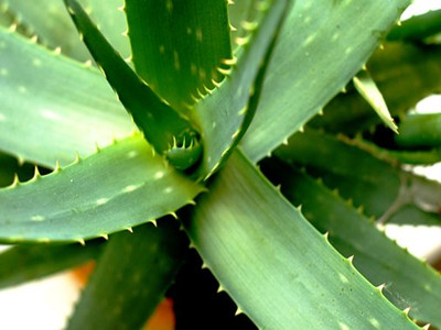aloe-vera-2623317__340_副本.jpg