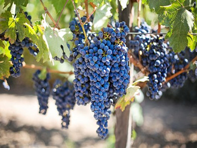 purple-grapes-553464__340_副本.jpg