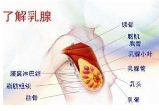 乳腺包块临床病理特征探讨