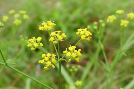 中草药北柴胡