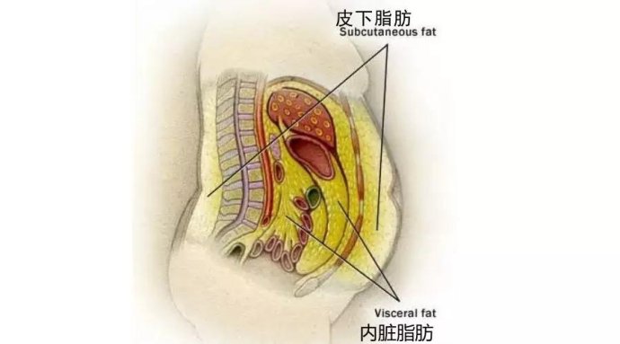 内脏脂肪是人体脂肪中的一种,与皮下脂肪(就是我们平常在身上能摸