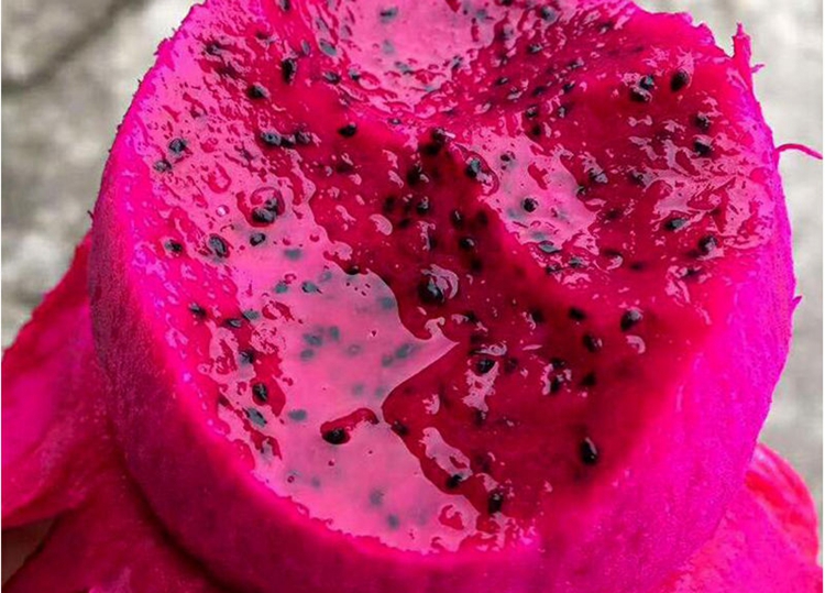 jpg 红色火龙果.jpg