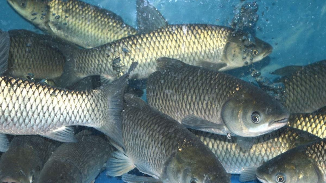 大家怎么看待锚鱼 EBEF25445F88F86D3AC0121252E80EE0.jpeg