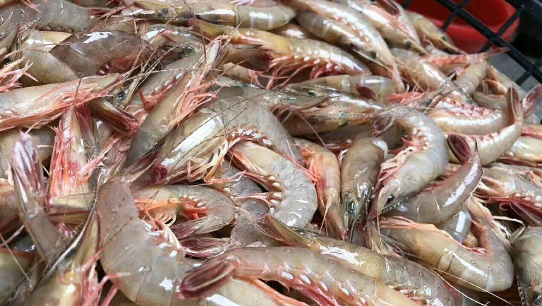 红爪虾