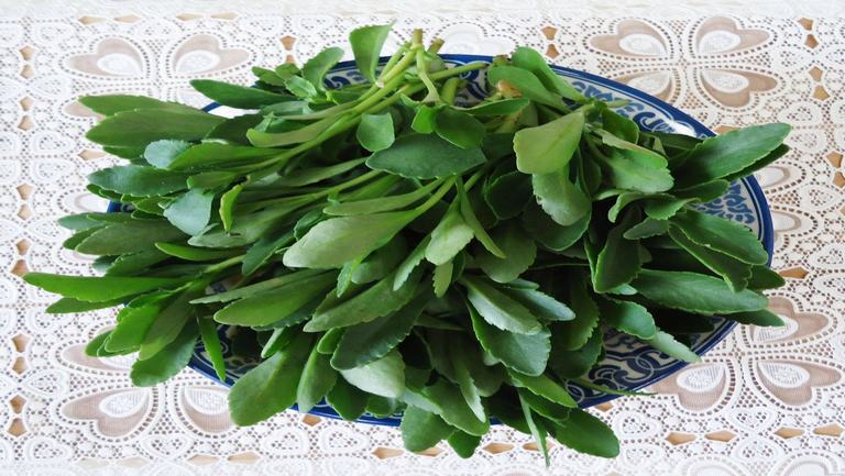 医院营养科 功效作用 养心菜,为多年生肉质草本