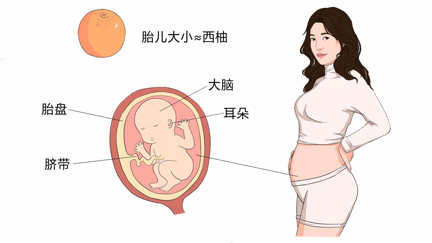 png 怀孕20周胎儿大小和发育标准.png