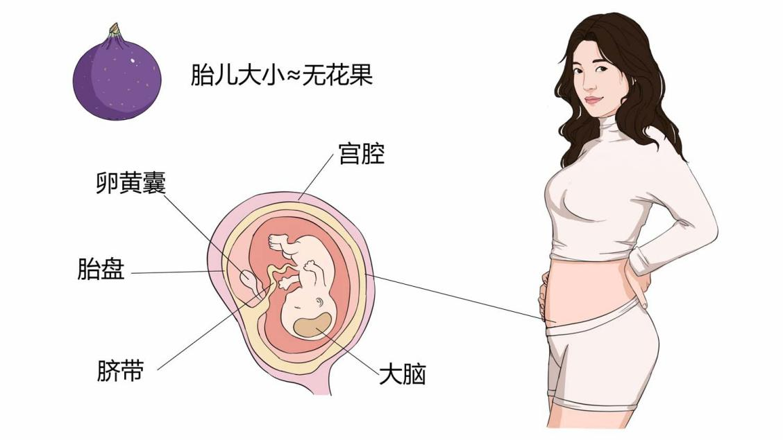png 怀孕11周胎儿大小和发育标准1.png