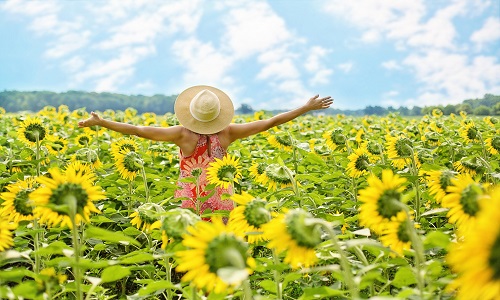 sunflowers-3640938_1920.jpg